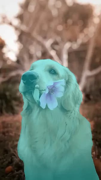 Transparent GIF Maker - Example 5